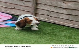 Basset Hound dogs for sale: Bassett Hound Puppies for Sale - Image 26