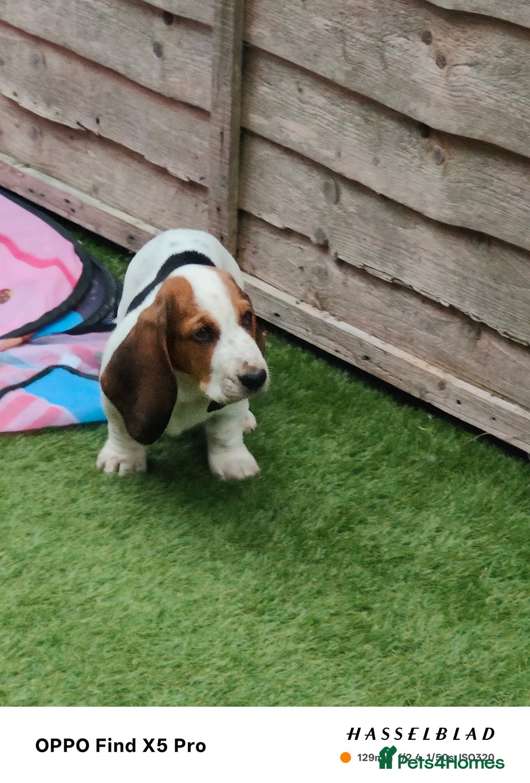 Basset Hound dogs for sale: Bassett Hound Puppies for Sale - Image 26