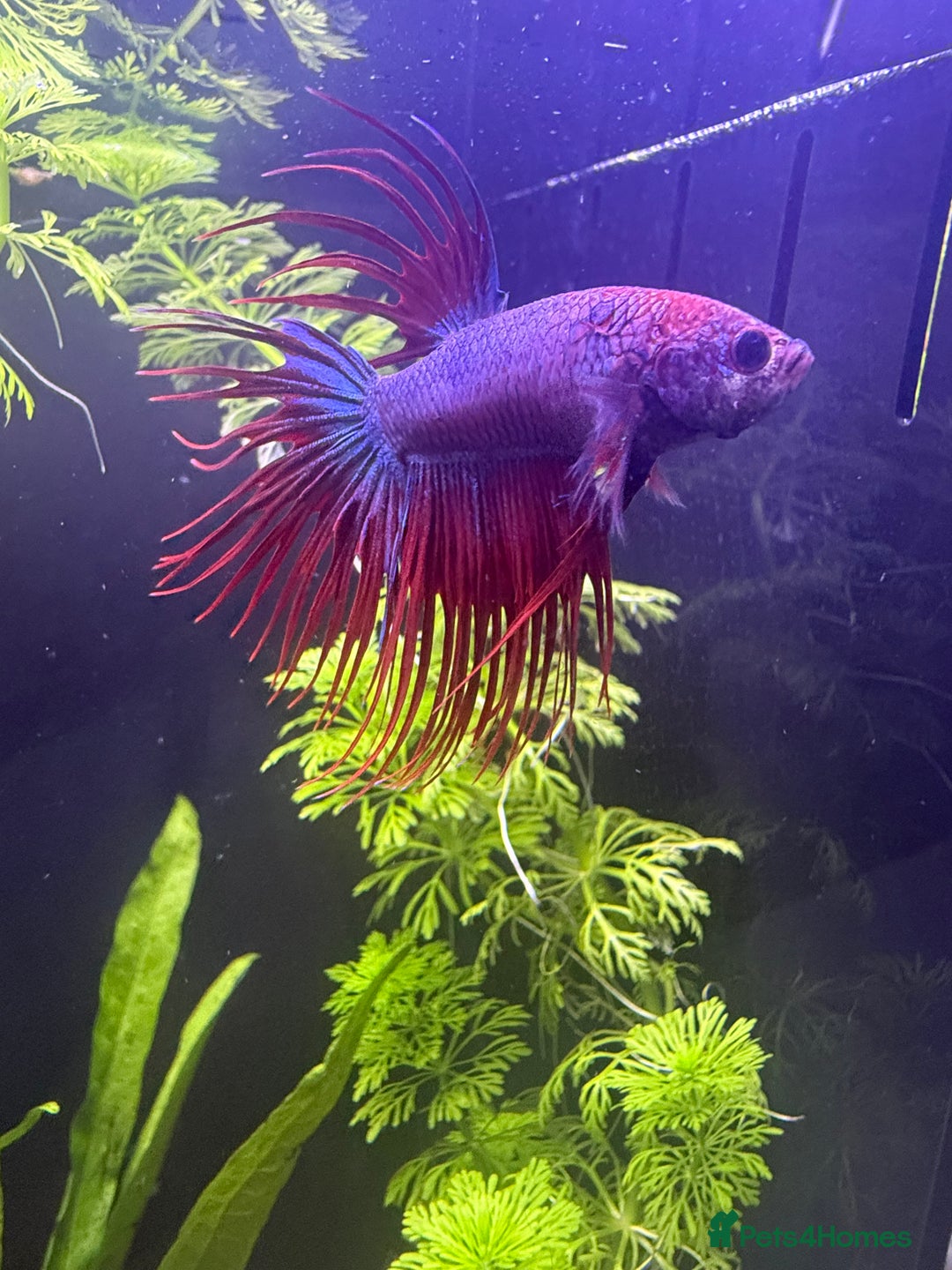 Bettas fish for sale: Few bettas available  - Advert 7