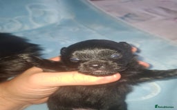 Pomchi dogs for sale: Black Pomchi Pups - Image 3