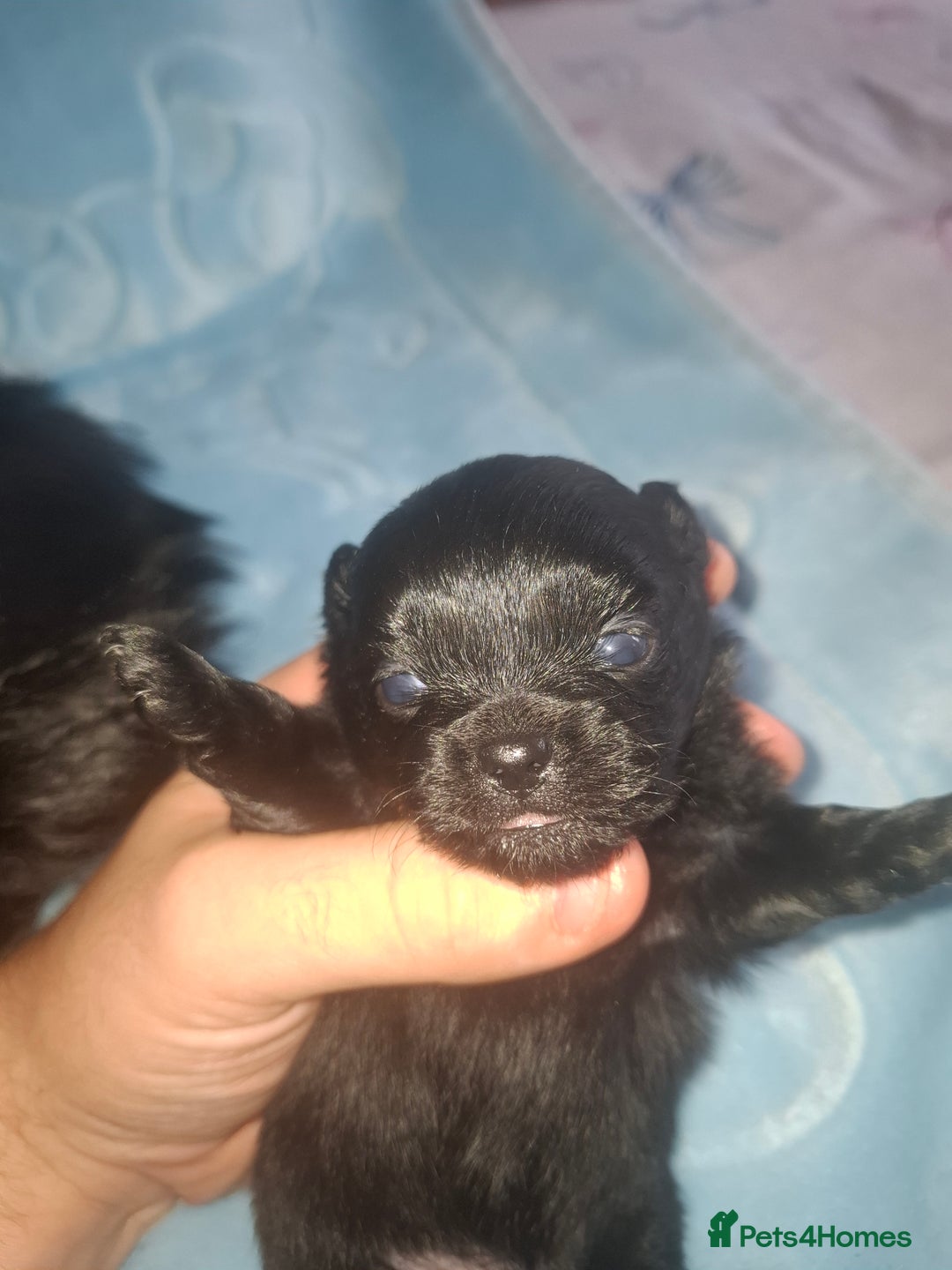 Pomchi dogs for sale: Black Pomchi Pups - Image 3