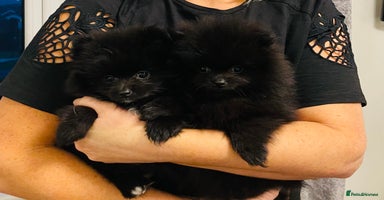Pomeranian dogs ‼️Final Reduction‼️ 2 Beautiful Pomeranian Boys  - Advert 10