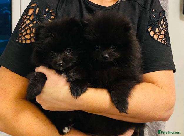 Pomeranian dogs - Advert 4