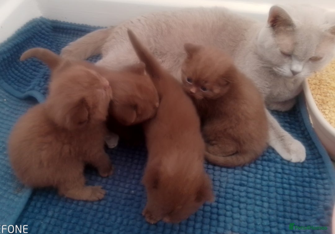 British Shorthair cats for sale: Cinnamon & Chocolate Teddy bear BSH - Image 12