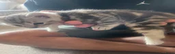 Bengal cats for sale: Half Bengal kittens  in Sowerby Bridge - Advert 11