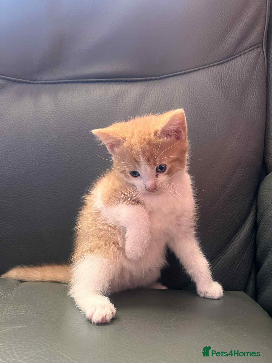 Mixed Breed cats for sale: For sale kittens  - Advert 2