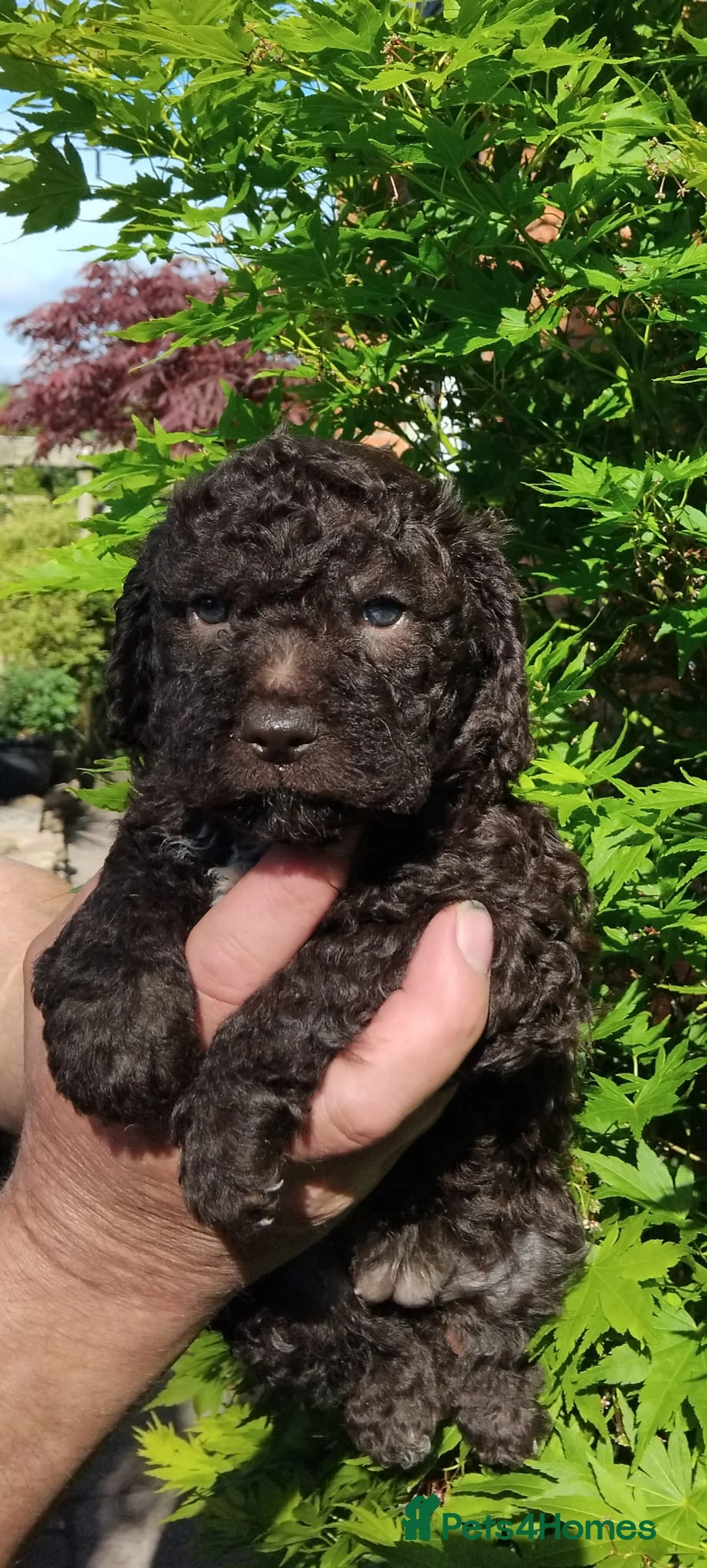 Lagotto Romagnolo dogs for sale: Kc lagotto romagnolo puppies - Advert 1