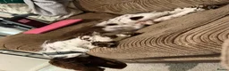 Sprocker dogs for sale: Need to rehome - Advert 7