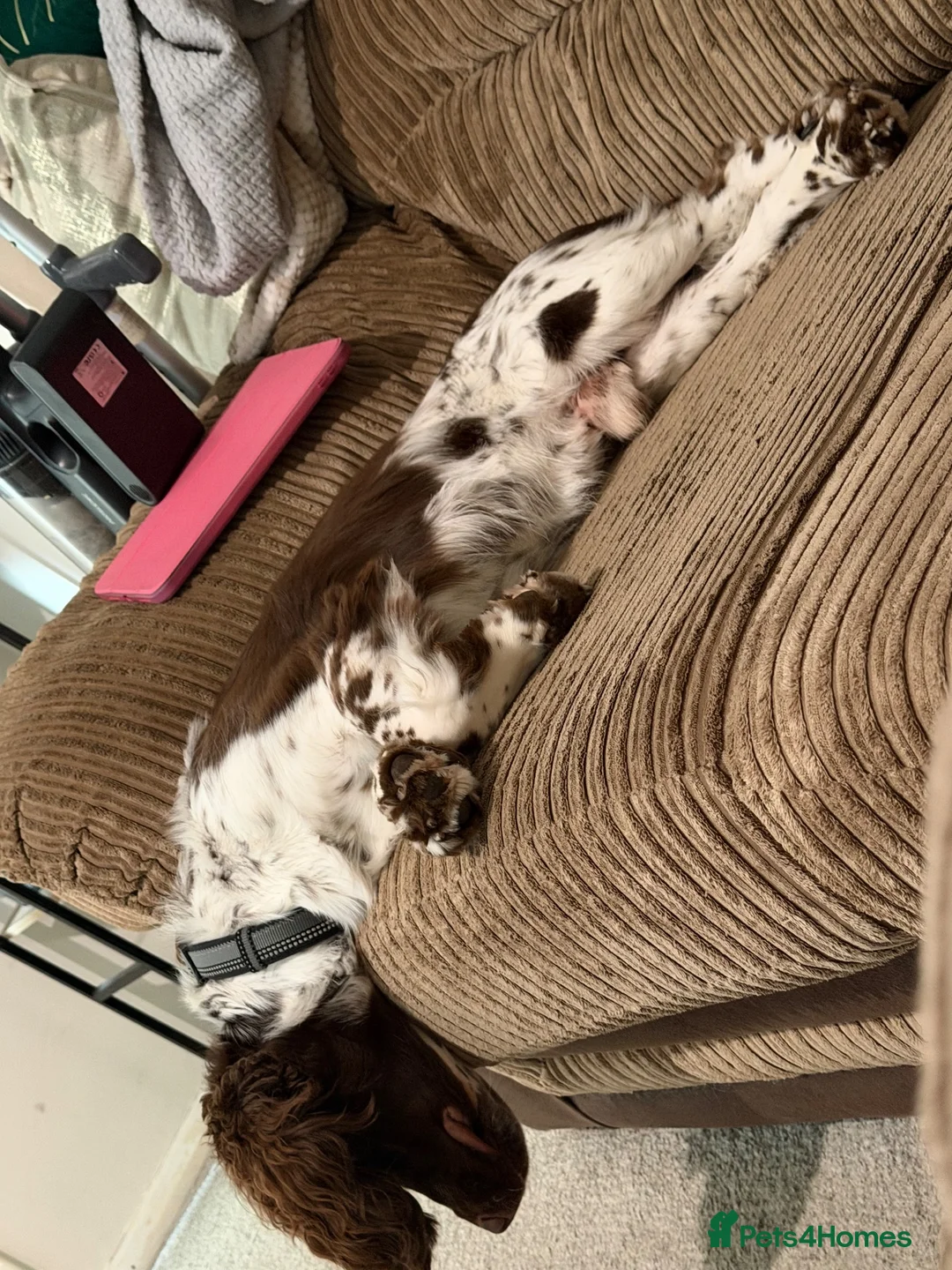 Sprocker dogs for sale: Need to rehome - Advert 7