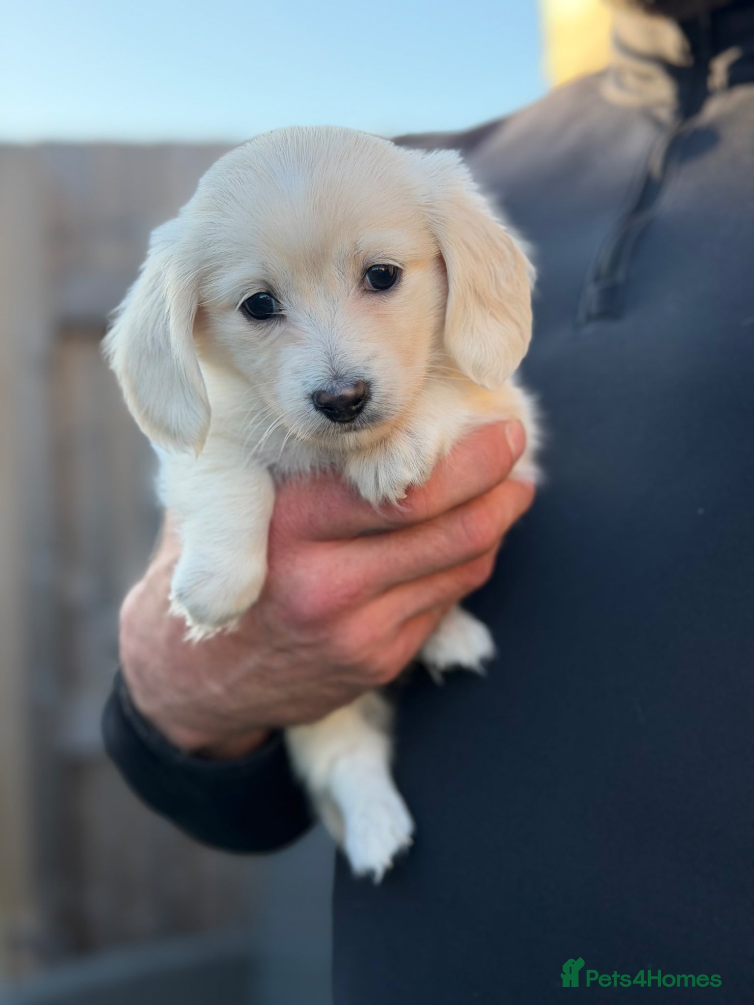 Miniature Dachshund dogs KC Reg Long haired intense cream mini dachshund  - Advert 1