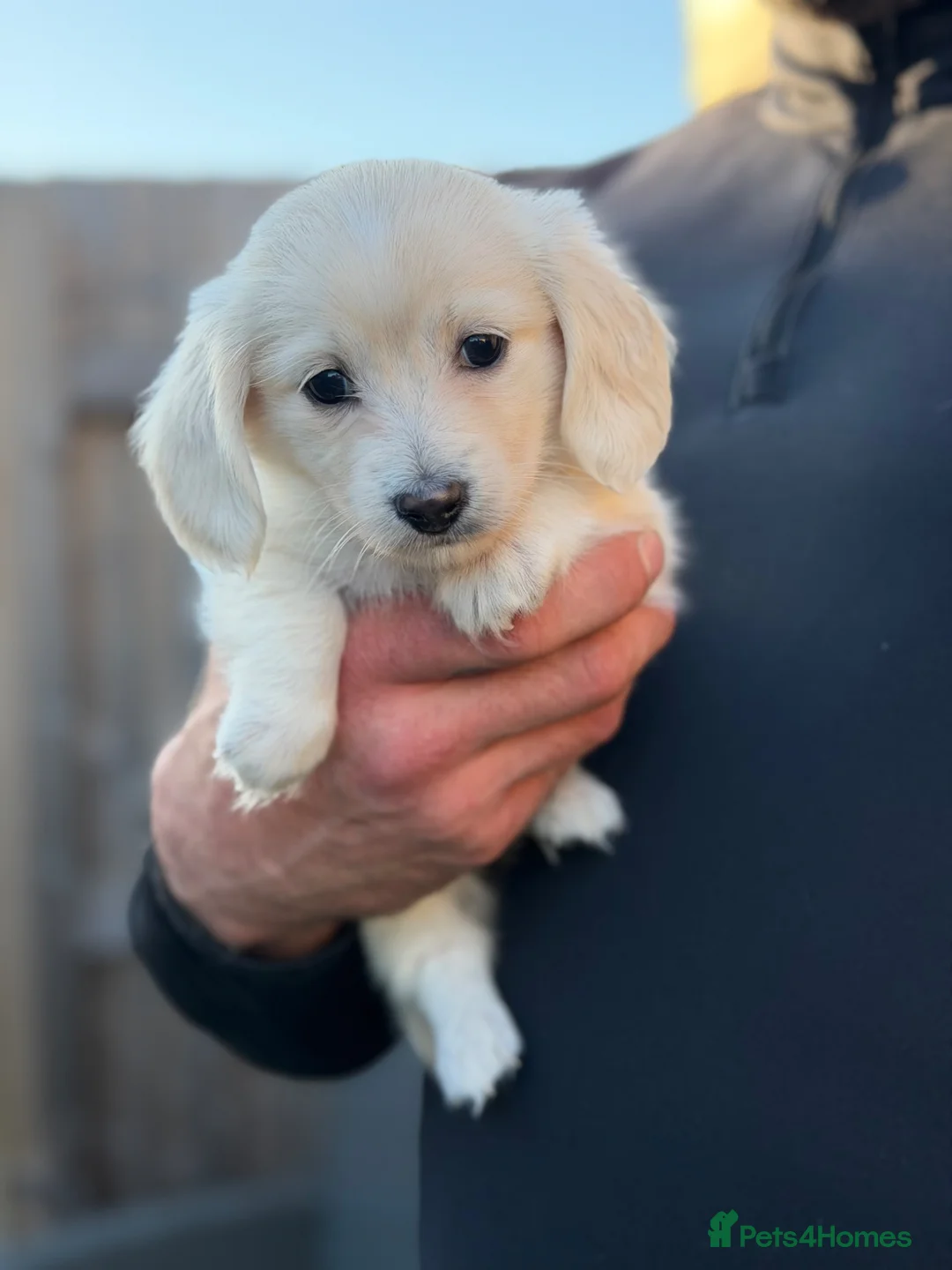 Miniature Dachshund dogs for sale: KC Reg Long haired intense cream mini dachshund  - Advert 1