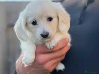 Miniature Dachshund dogs KC Reg Long haired intense cream mini dachshund - Advert 1