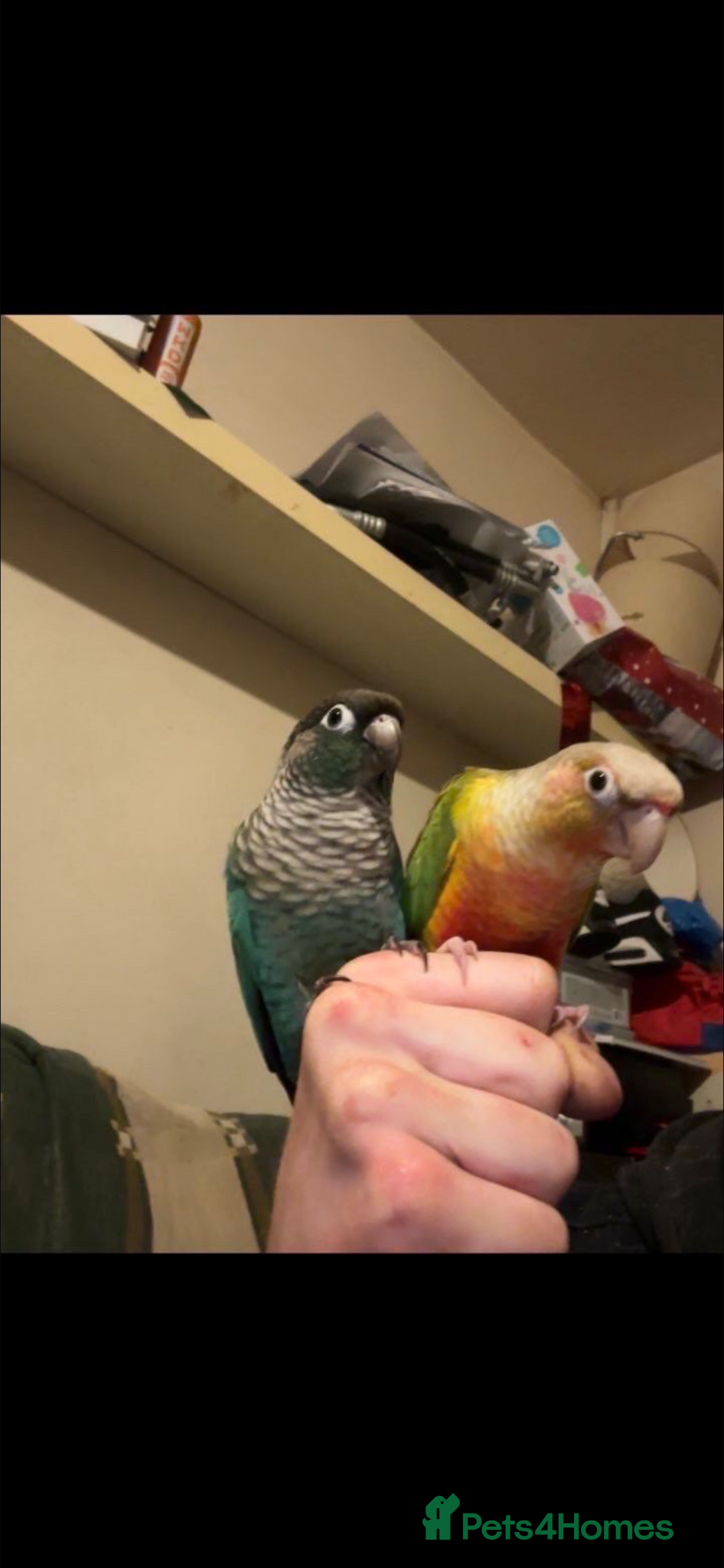 Conures birds 2 bonded conures - Advert 1