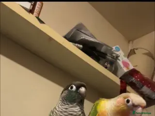 Conures birds 2 bonded conures - Advert 1