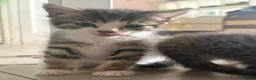 Siberian cats for sale: Beautiful Siberian x kittens  - Advert 15