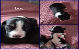 Mixed Breed dogs for sale: Mastiff cross staff puppies 🥰 - Image 4