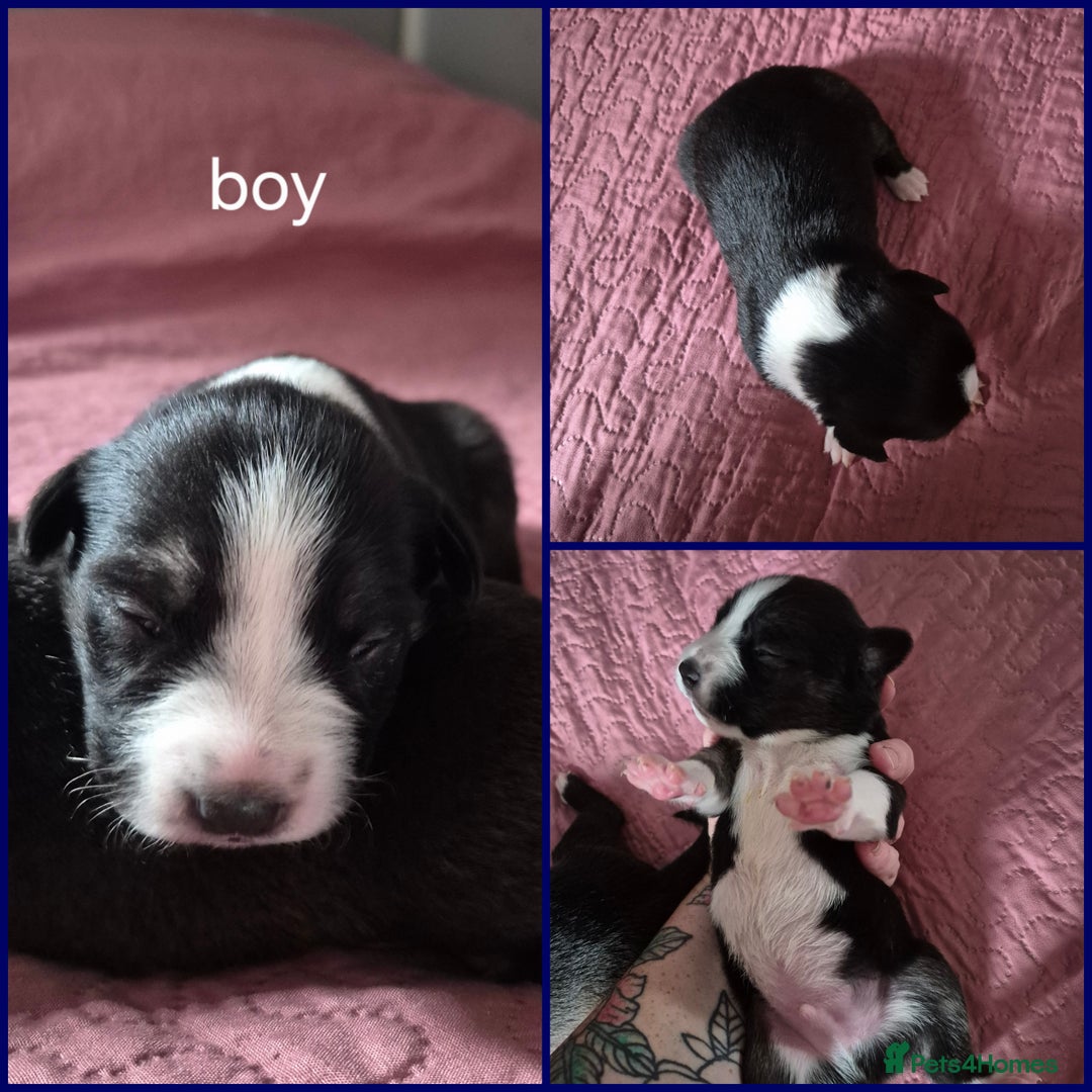 Mixed Breed dogs for sale: Mastiff cross staff puppies 🥰 - Image 4
