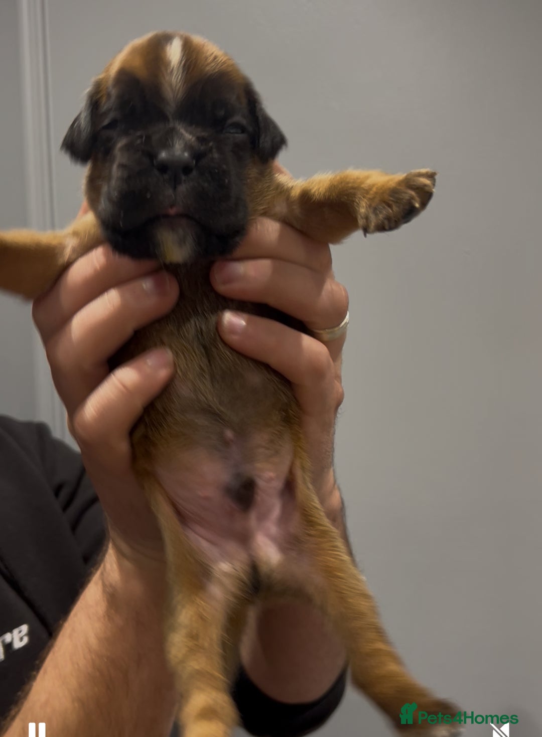 Boxer dogs for sale: 9 Beautiful Boxer Puppies - Pet Only  - Advert 26