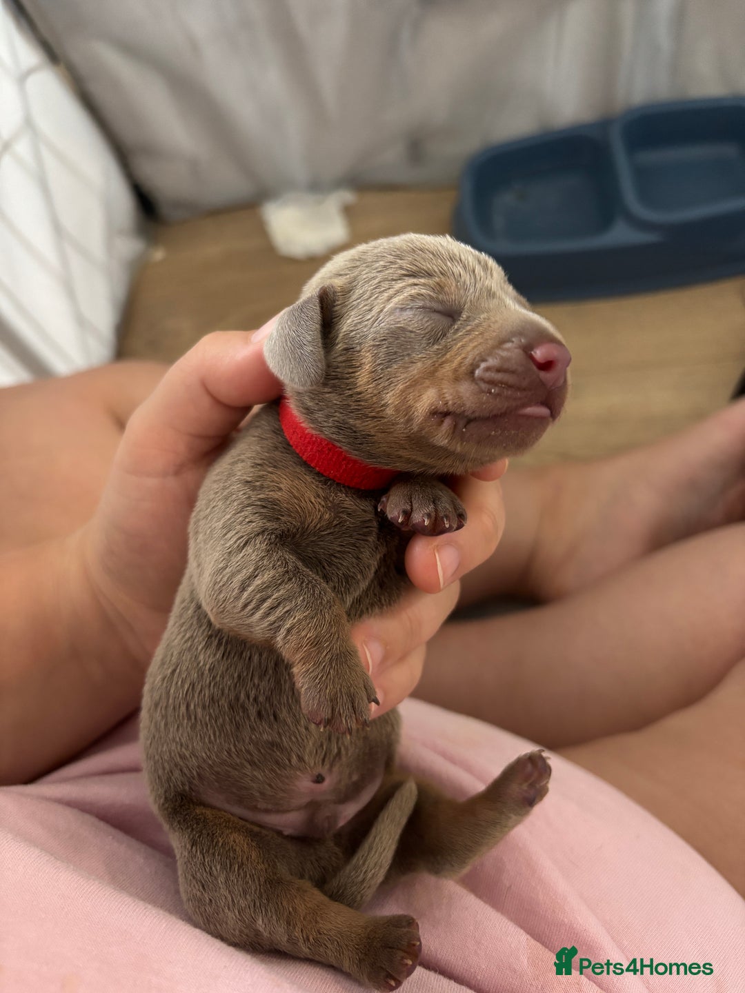 Miniature Dachshund dogs for sale: Beautiful rare miniature dachshund puppies - Advert 10