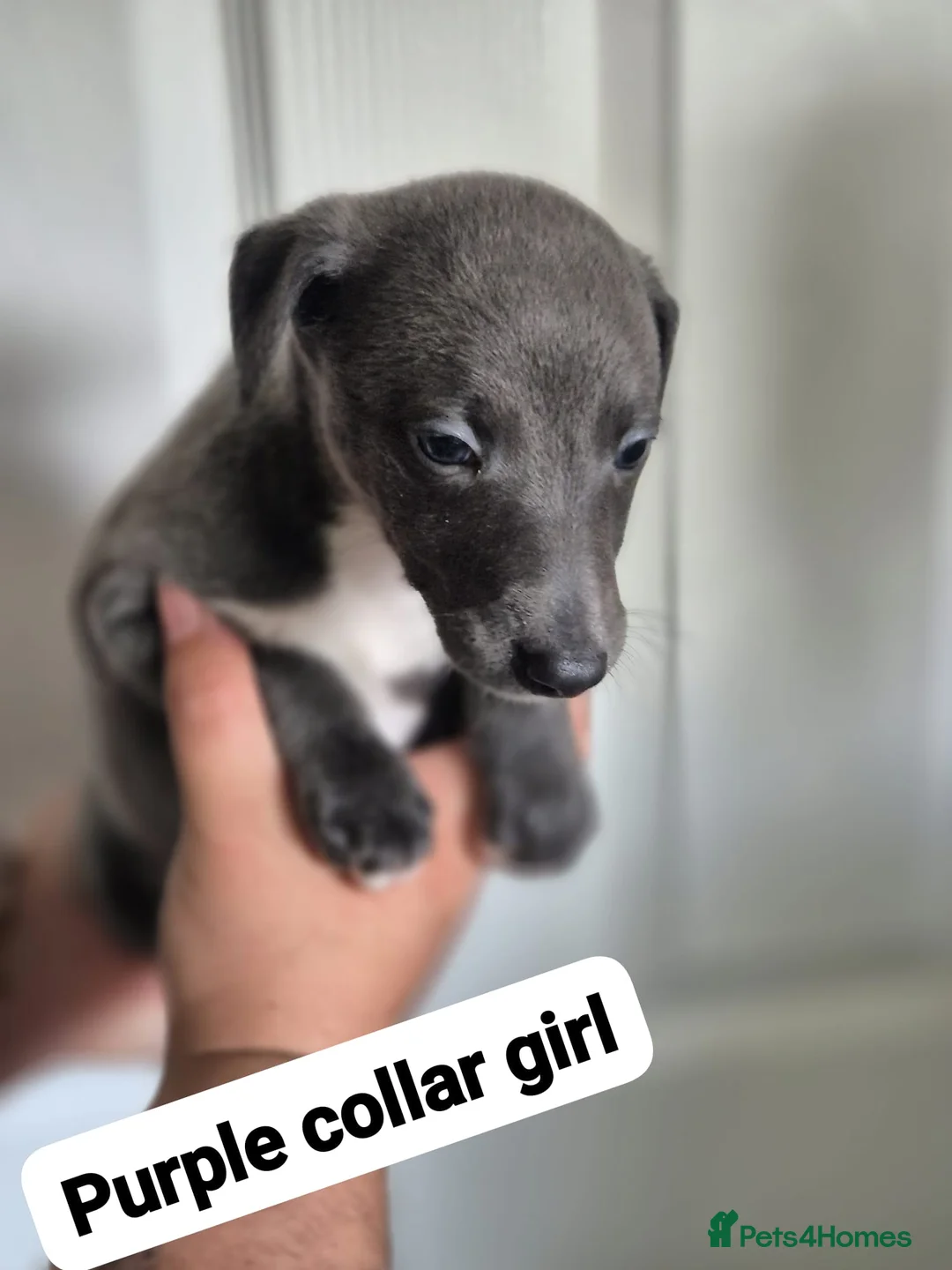 Whippet dogs for sale: Beautiful litter of Whippets - Advert 9