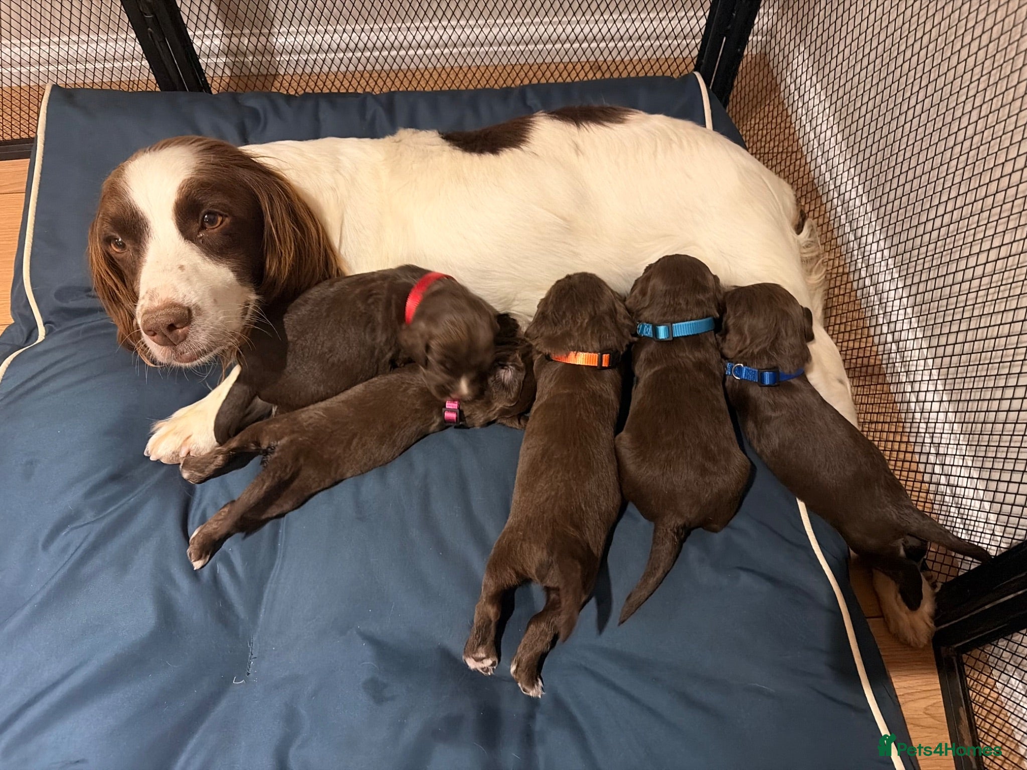 Sprocker dogs 6 beautiful F1 sprocker spaniels puppys - Advert 2
