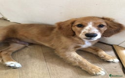 Mixed Breed dogs for sale: 5 adorable puppies - Image 9