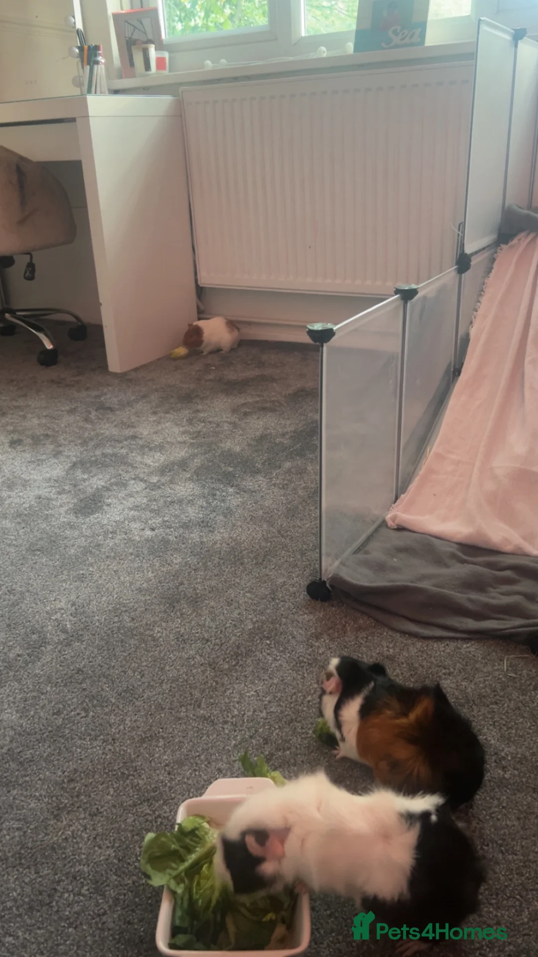 Guinea Pig rodents for sale: Male guinea pigs in Loughborough - Advert 3