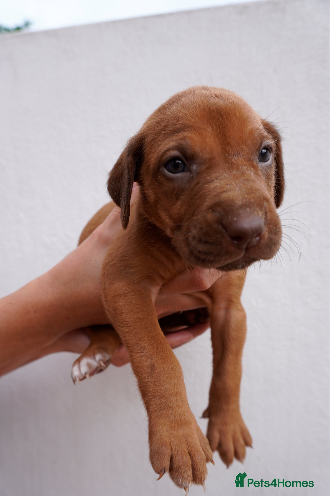 Rhodesian Ridgeback dogs for sale: Stunning litter of KC Rhodesian Ridgeback puppies in Ramsgate - Advert 10