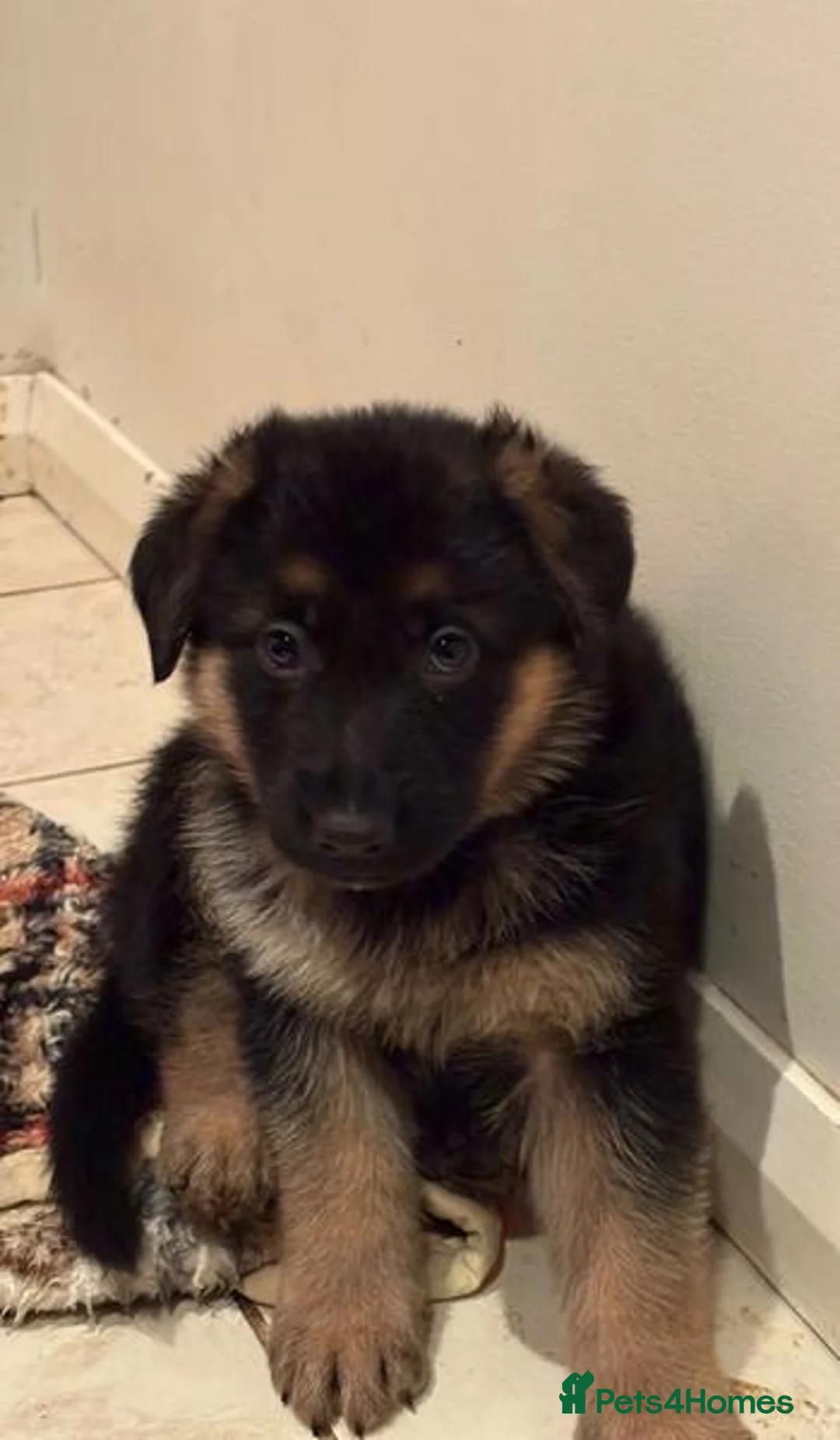 German Shepherd dogs for sale: German Shepherds looking for their forever homes in Glasgow - Advert 4
