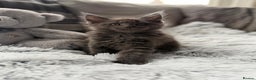 Maine Coon cats for sale: Maine Coon kittens - Advert 8