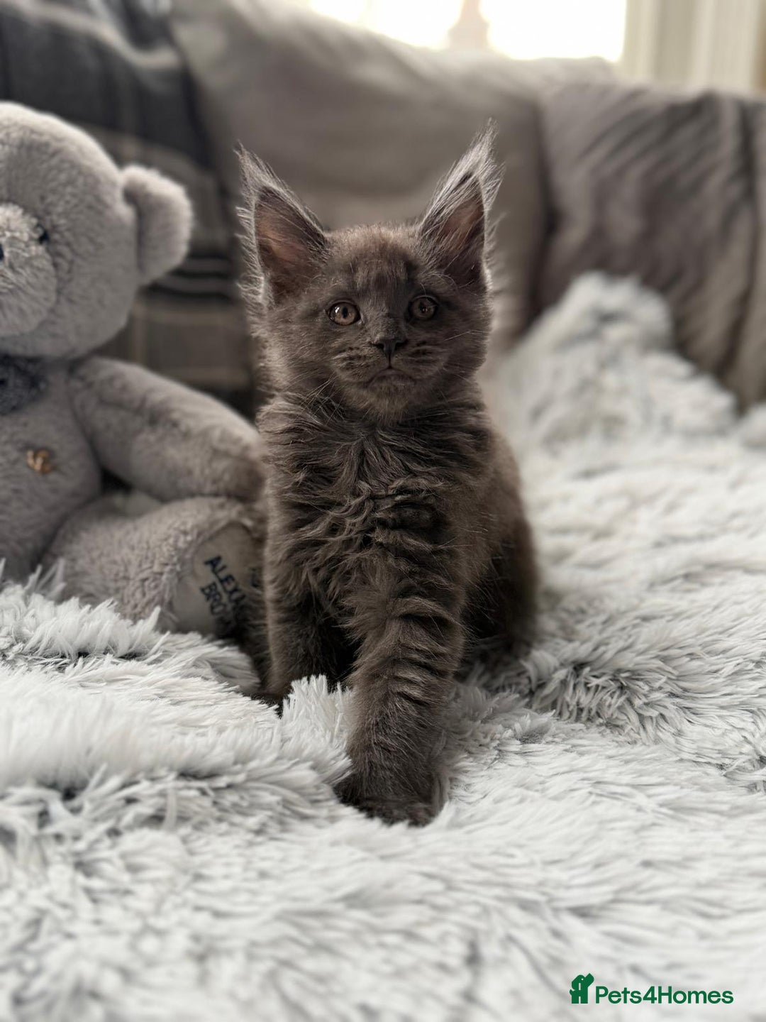 Maine Coon cats for sale: Maine Coon kittens - Advert 8