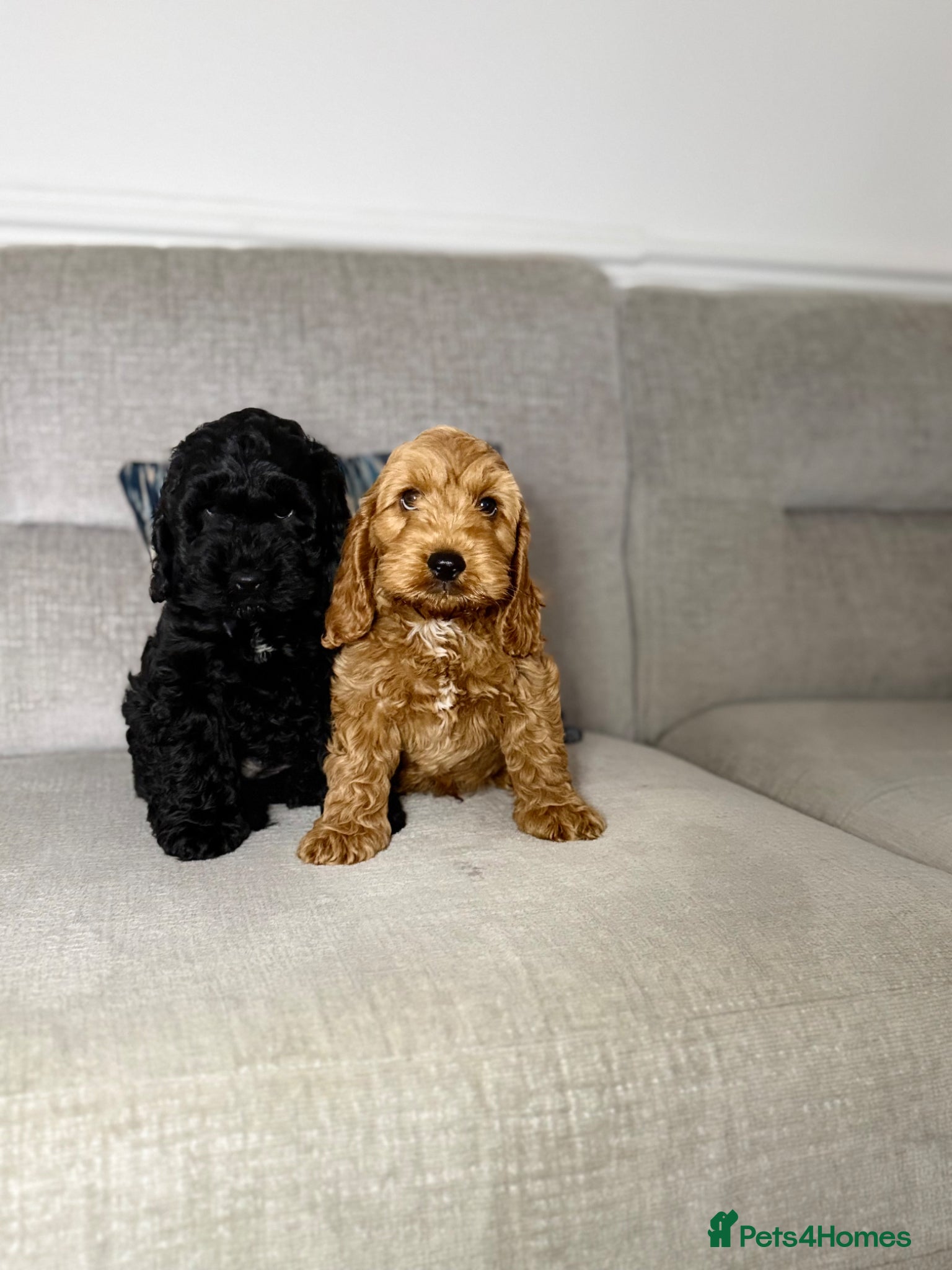 Cockapoo dogs F1 cockapoo puppies READY NOW - Advert 5