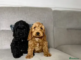 Cockapoo dogs F1 cockapoo puppies READY NOW - Advert 5