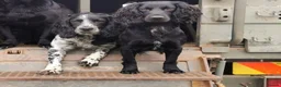 Cocker Spaniel dogs for stud: Working Cocker Spaniel For Stud - Health Tested in Kirriemuir - Advert 9