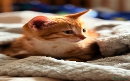 Mixed Breed cats for sale: Lovely kittens looking for a new home - Image 1
