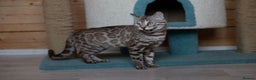 Bengal cats for sale: 🩶 IMPORTED SILVER MINK MALE 🩶 - Advert 11