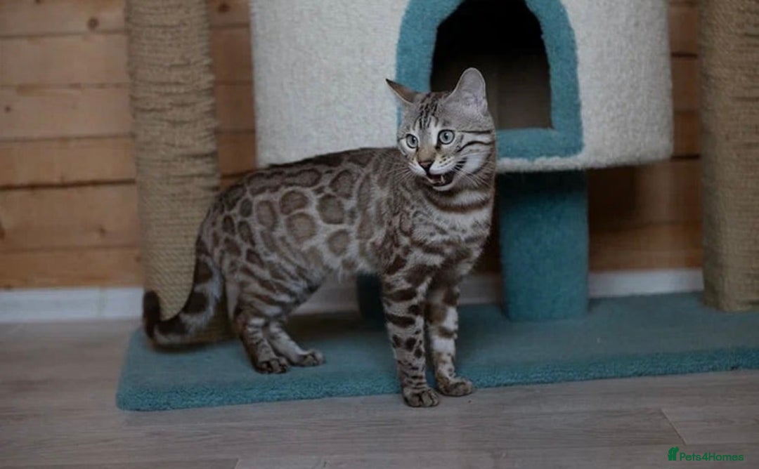 Bengal cats for sale: 🩶 IMPORTED SILVER MINK MALE 🩶 - Advert 11