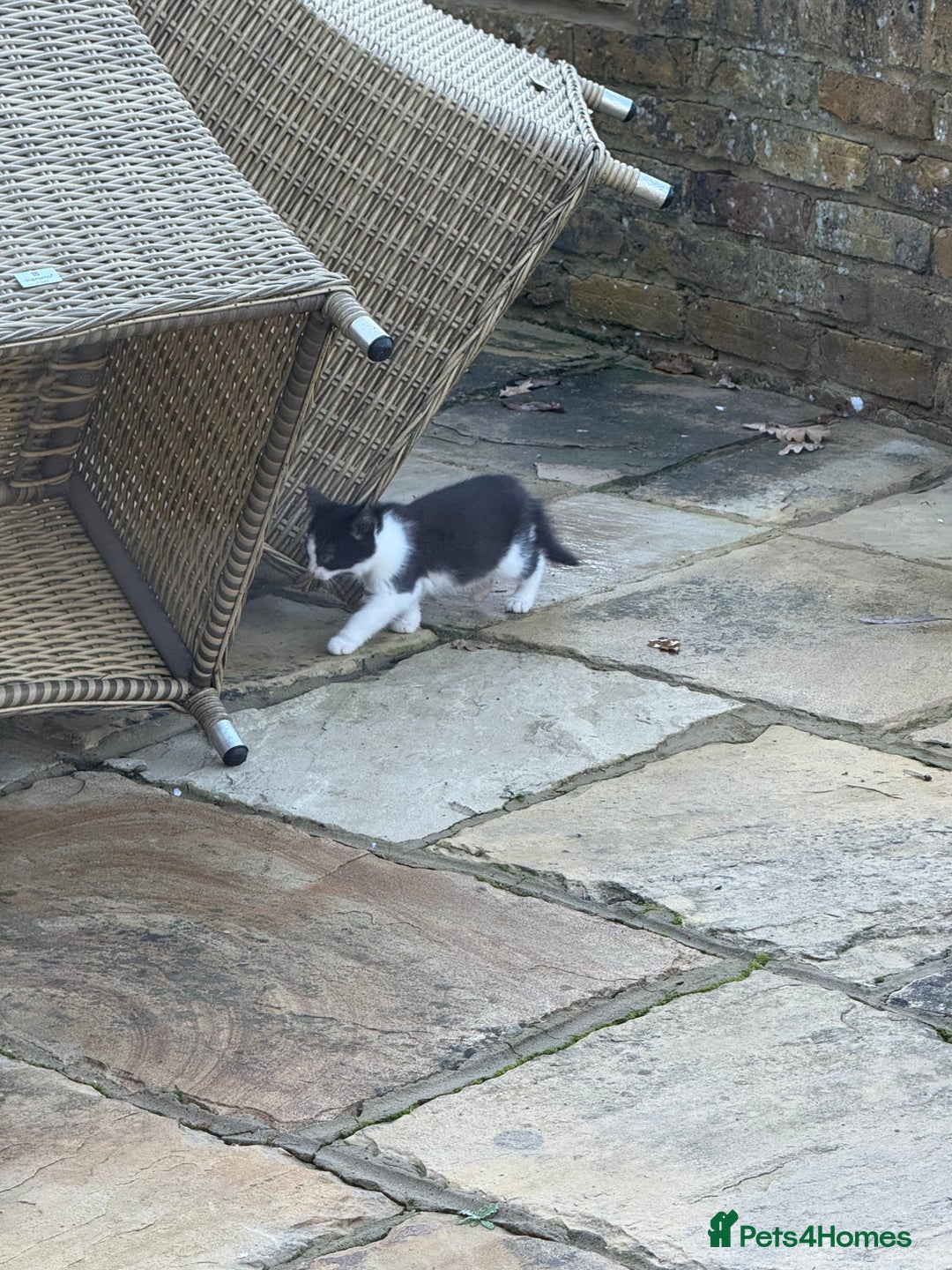 Domestic Shorthair cats for sale: Beautiful family kitties  - Advert 6