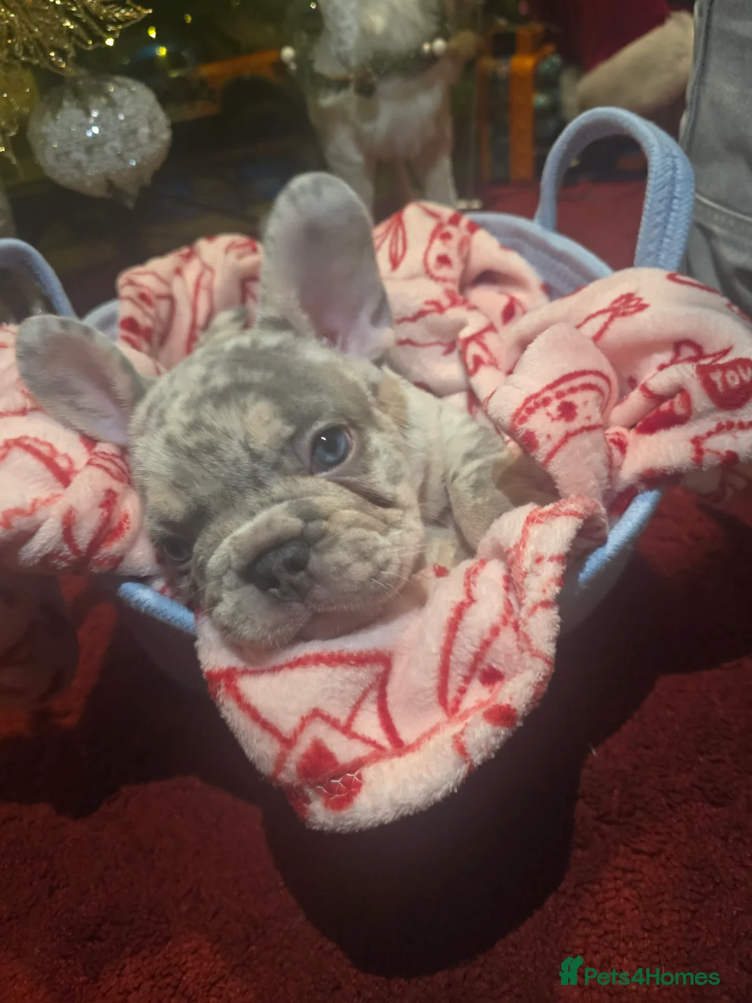 French Bulldog dogs for sale: The perfect boy🥺 french bulldog  in Mitcham - Advert 12