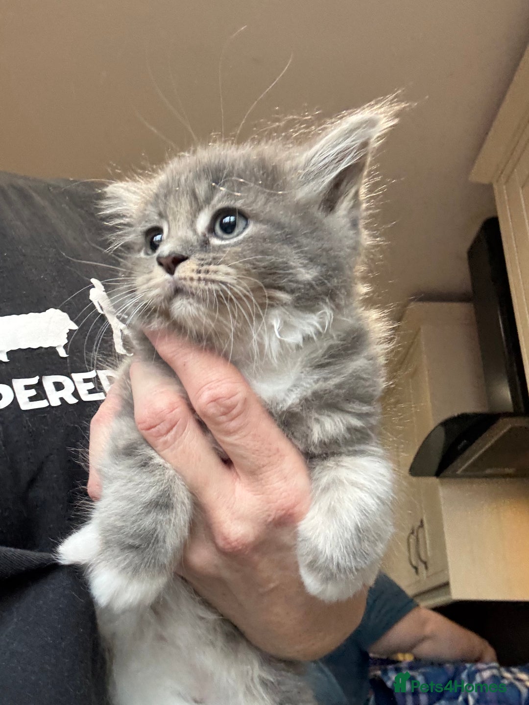 Mixed Breed cats for sale: Maine coon cross persian beatiful kittens  - Advert 9