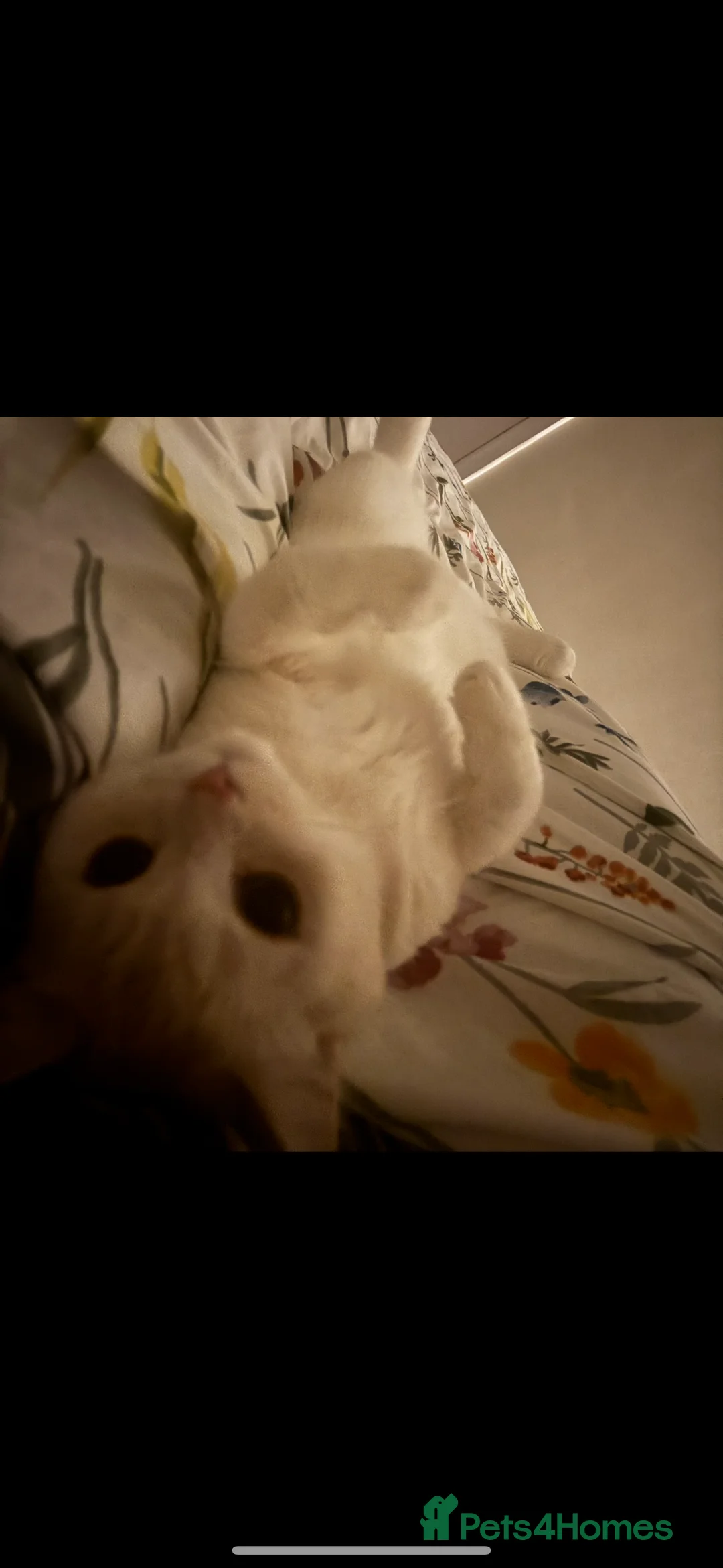 British Shorthair cats for sale: BRITISH SHORTHAIR MALE - Advert 6