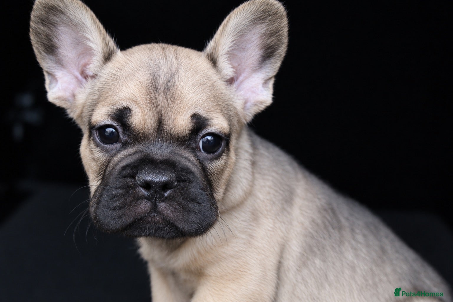 French Bulldog dogs Male French Bulldog for Sale - Advert 14