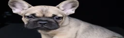 French Bulldog dogs for sale: Male French Bulldog for Sale - Advert 1