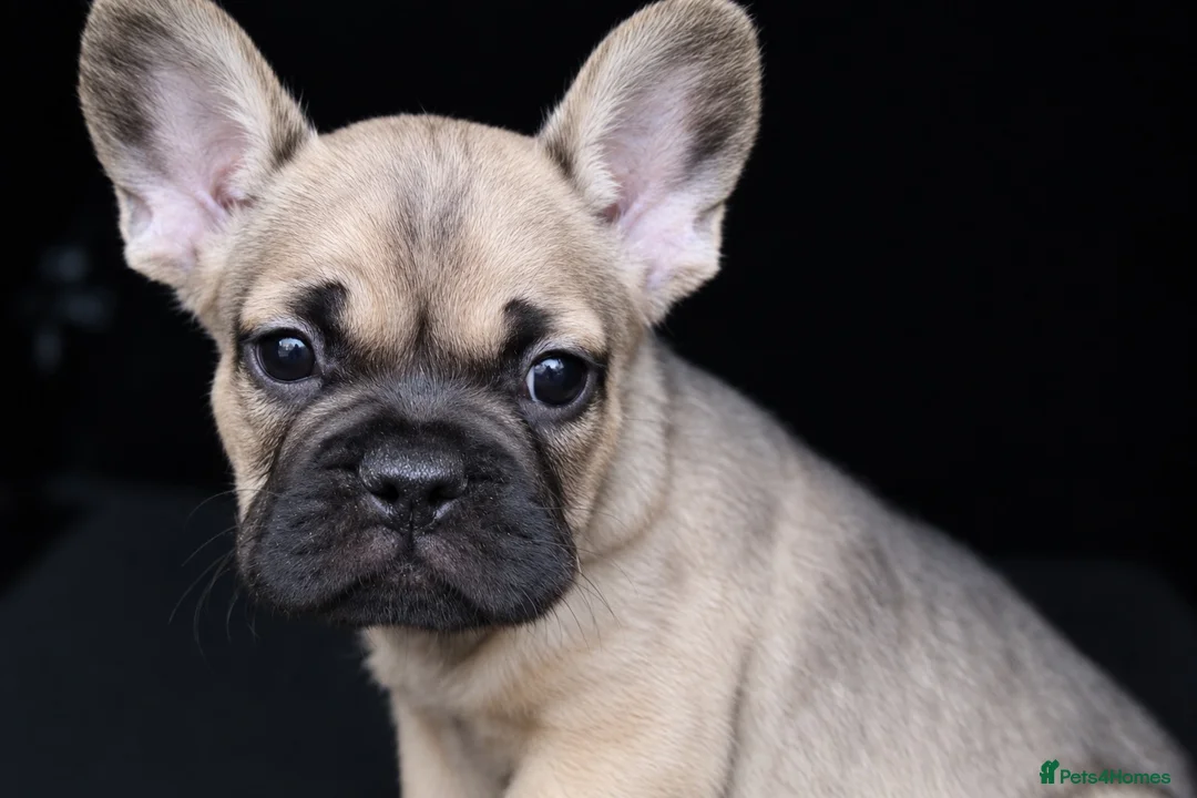 French Bulldog dogs for sale: Male French Bulldog for Sale - Advert 1