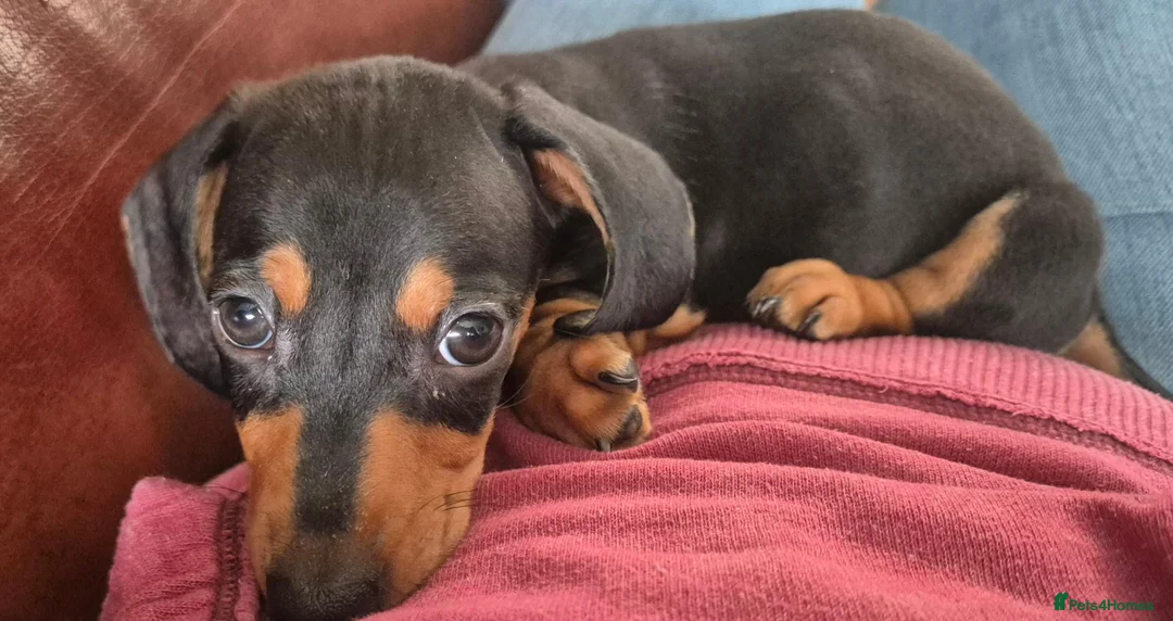 Miniature Dachshund dogs for sale: *£650* Miniature Dachshund Ready to go last male - Advert 2