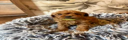 Cockapoo dogs for sale: Last girl available, ready for her forever home! - Advert 10