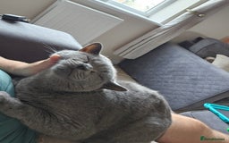 British Shorthair cats for sale: British Shorthair for Sale  - Image 6