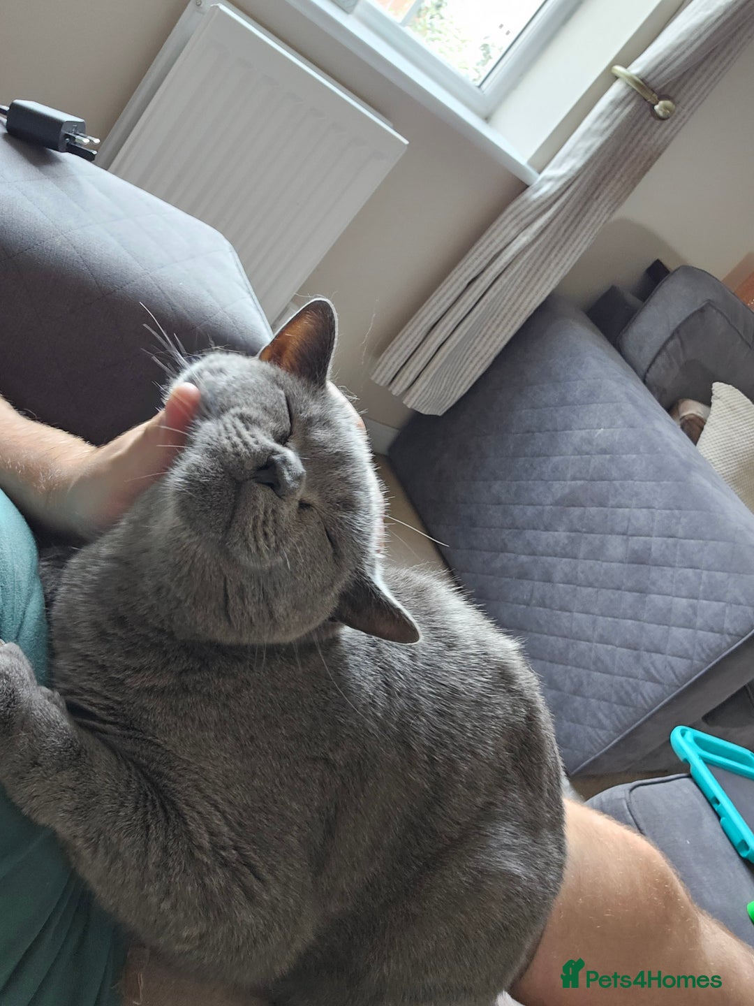 British Shorthair cats for sale: British Shorthair for Sale  - Image 6