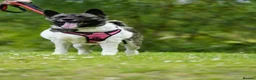 Akita dogs for adoption: Matilda - Advert 5