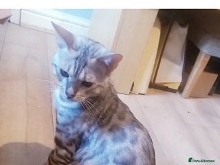 Mixed Breed cats - Advert 6